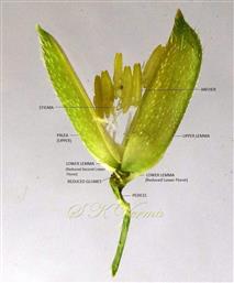  Opened Spikelet